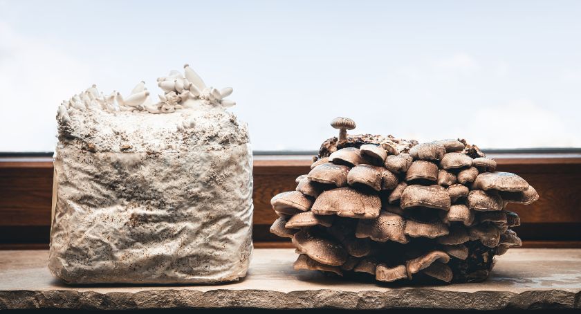 What the Science Says About Full-Spectrum Mushroom Ingredients
